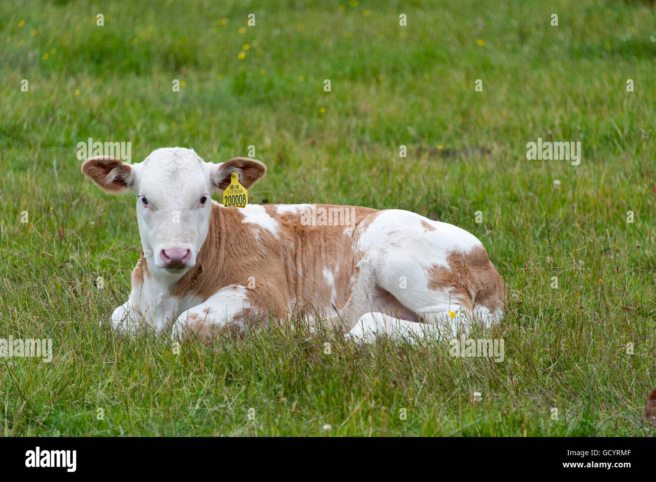 Young Simmental calf sat in pasture, Cumbria, UK. Stock Photo