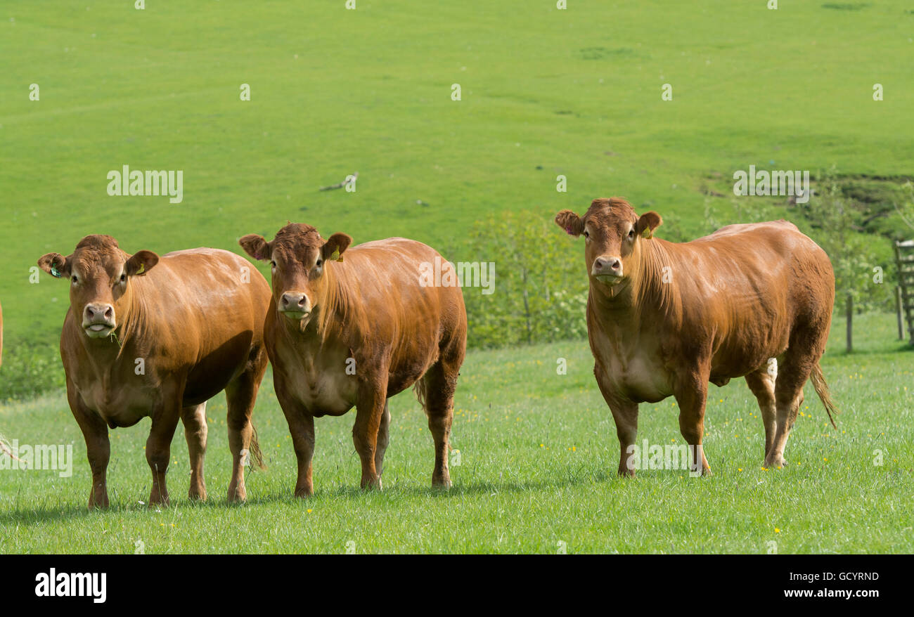 Limousin heifers out on pasture, Lancashire, UK Stock Photo