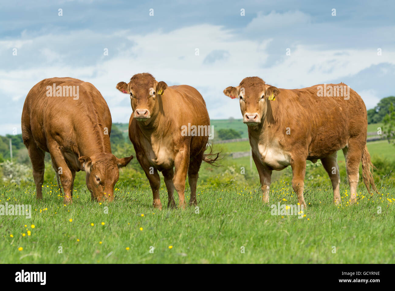 Limousin heifers out on pasture, Lancashire, UK Stock Photo