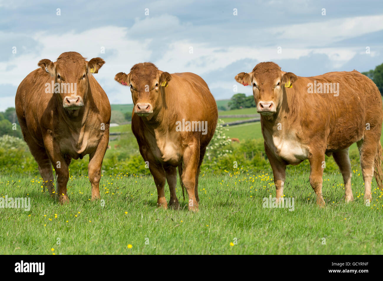 Limousin heifers out on pasture, Lancashire, UK Stock Photo