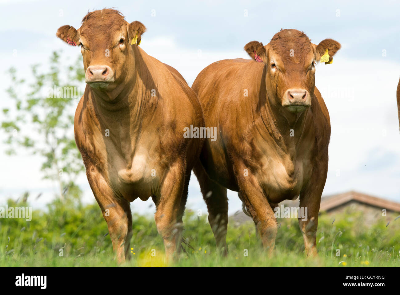 Limousin heifers out on pasture, Lancashire, UK Stock Photo