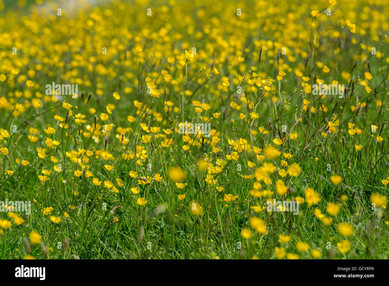 Traditional upland hay meadow full of wildflower, especially Buttercups, Lancashire, UK Stock Photo