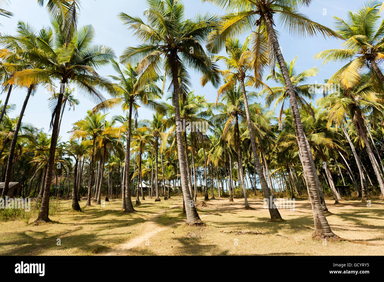 coconut palm trees Stock Photo