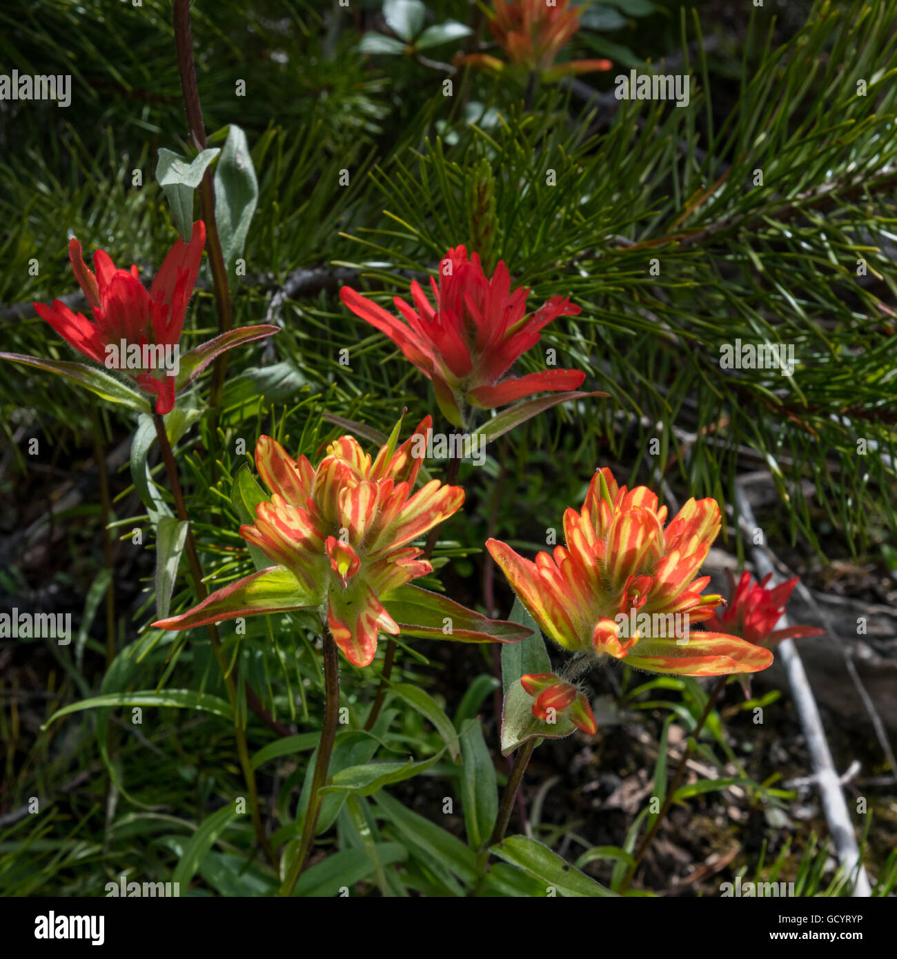 Close up indian paintbrush flower hi-res stock photography and images ...