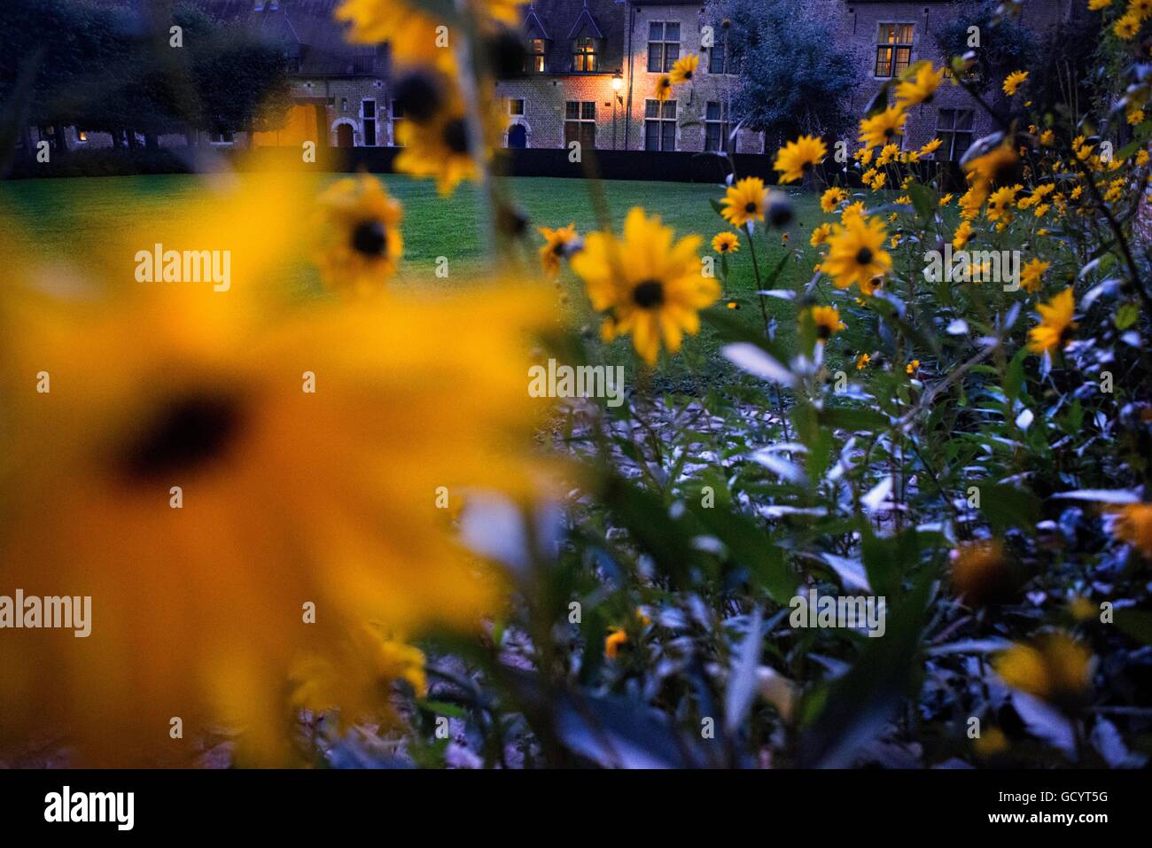 Flowers in Terraced houses of the large Beguinage of Leuven, Belgium