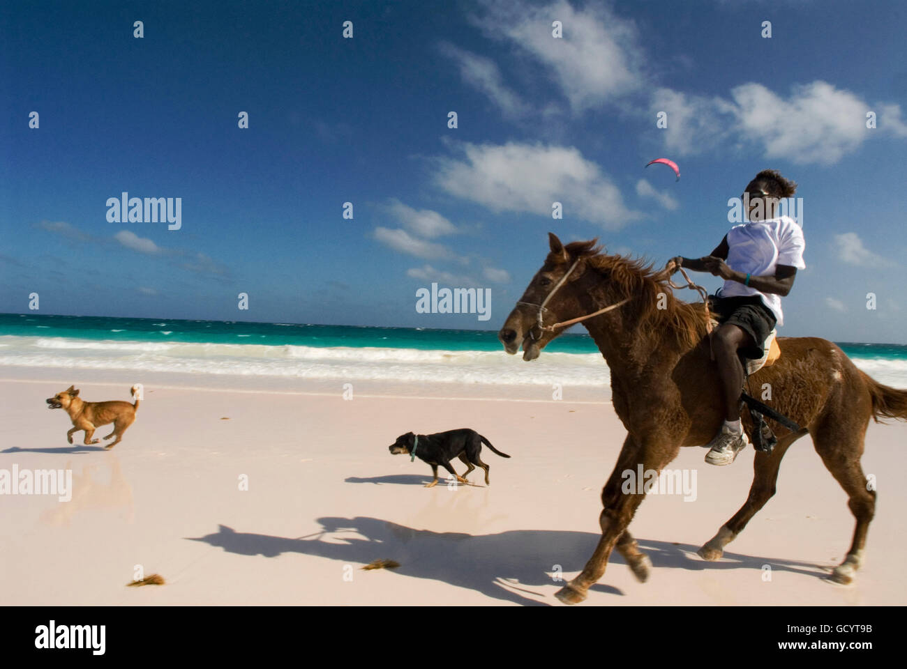 Horse ride at Pink Sand Beach. Dunmore Town, Harbour Island, Eleuthera. Bahamas Stock Photo
