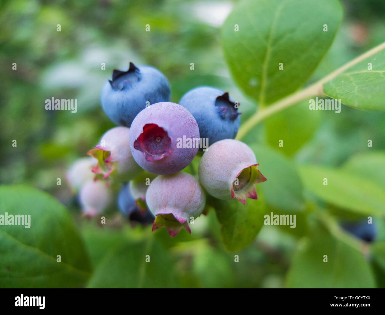 Ripening blueberries on a bush, Blue Ridge Mountains, North Carolina