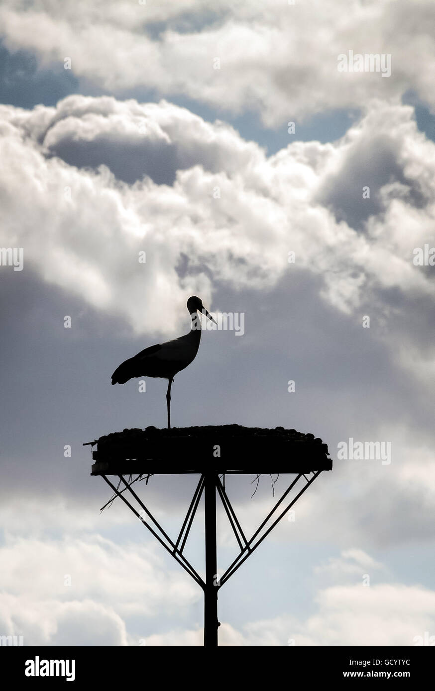 A White Stork seen on it's raised nest silhouetted against clouds in Bialystok, Poland. Stock Photo