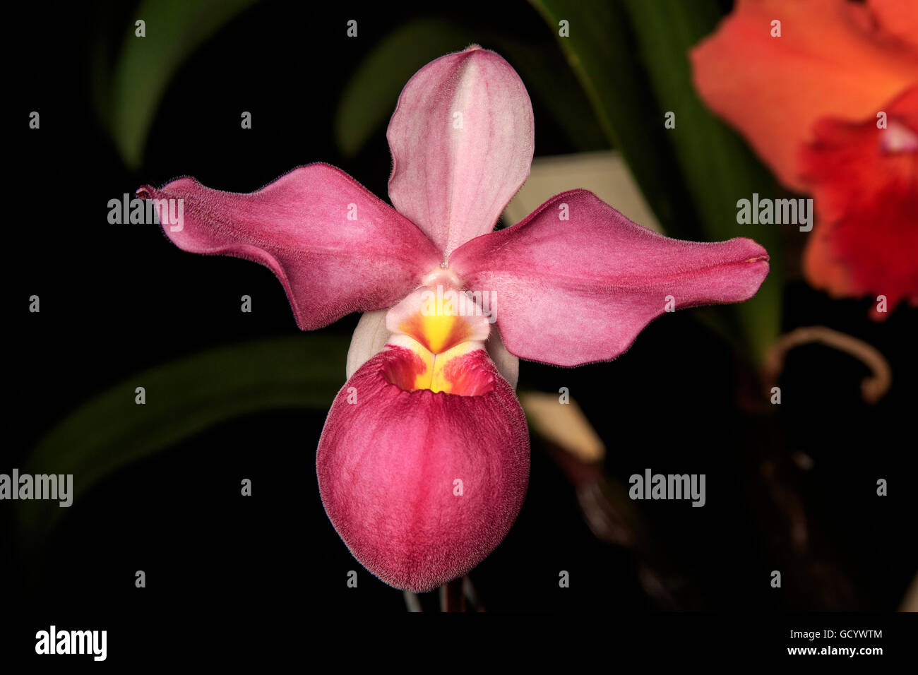 Phragmipedium Orchid Stock Photo