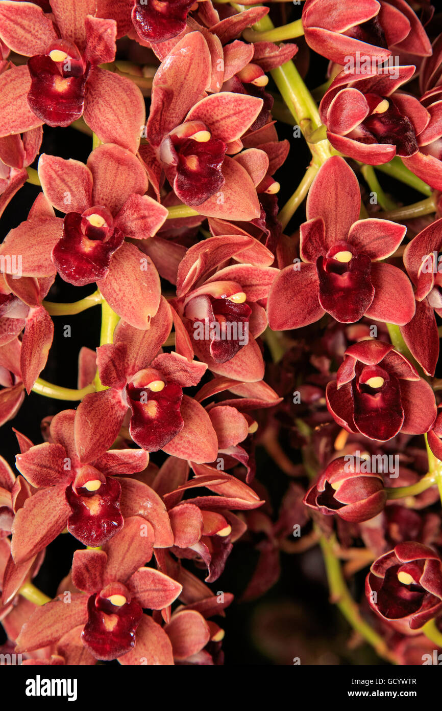 Cymbidium orchids (hybrid variety Dorothy Stockstill, cross of Cymbidiums Phar Lap and Miss Muffet) Stock Photo