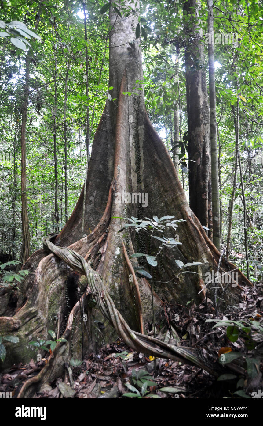 Rainforest tree in Kubah National Park, Sarawak, Malaysian Borneo Stock Photo Alamy