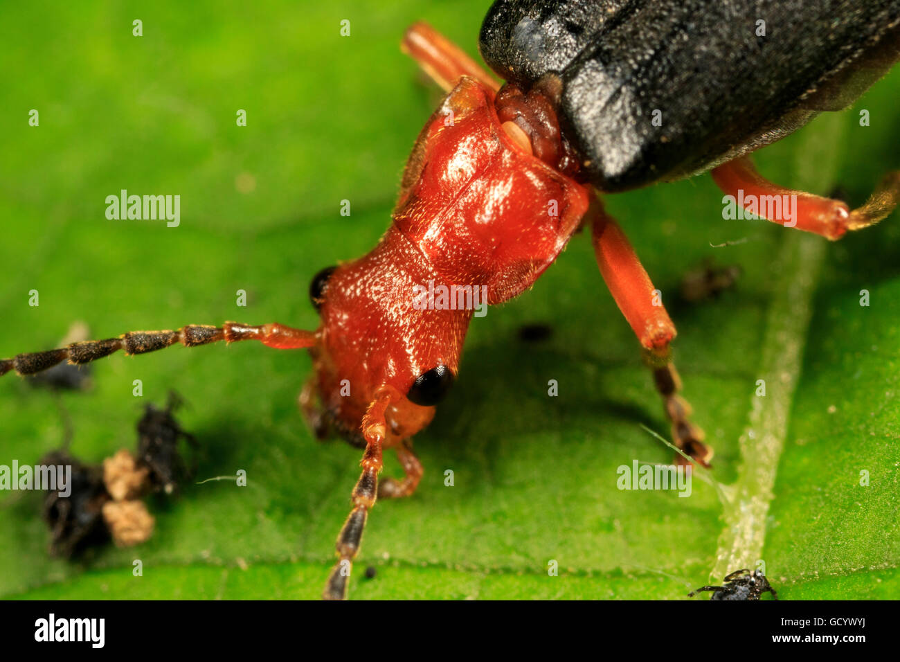 Head and thorax of a soldier beetle (Podabrus tomentosus) Stock Photo
