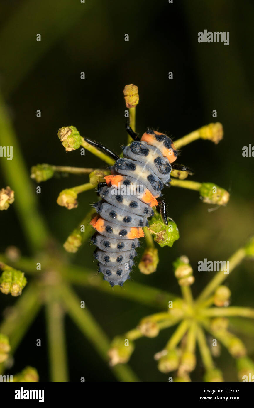 Seven-spotted Lady Beetle larva (Coccinella septempunctata) on flower Stock Photo