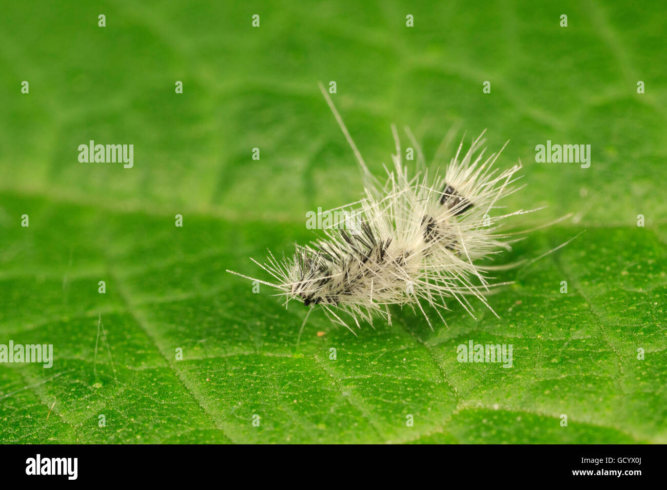 Shed skin hires stock photography and images Alamy