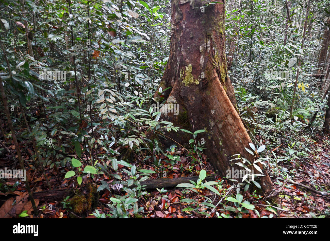 Rainforest tree in Kubah National Park, Sarawak, Malaysian Borneo Stock Photo Alamy