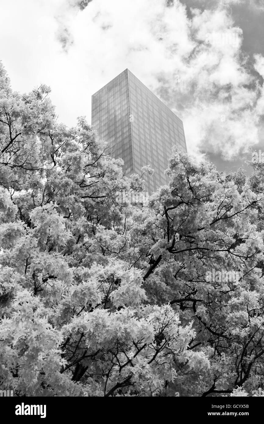 Skyscraper behind trees in black and white Stock Photo