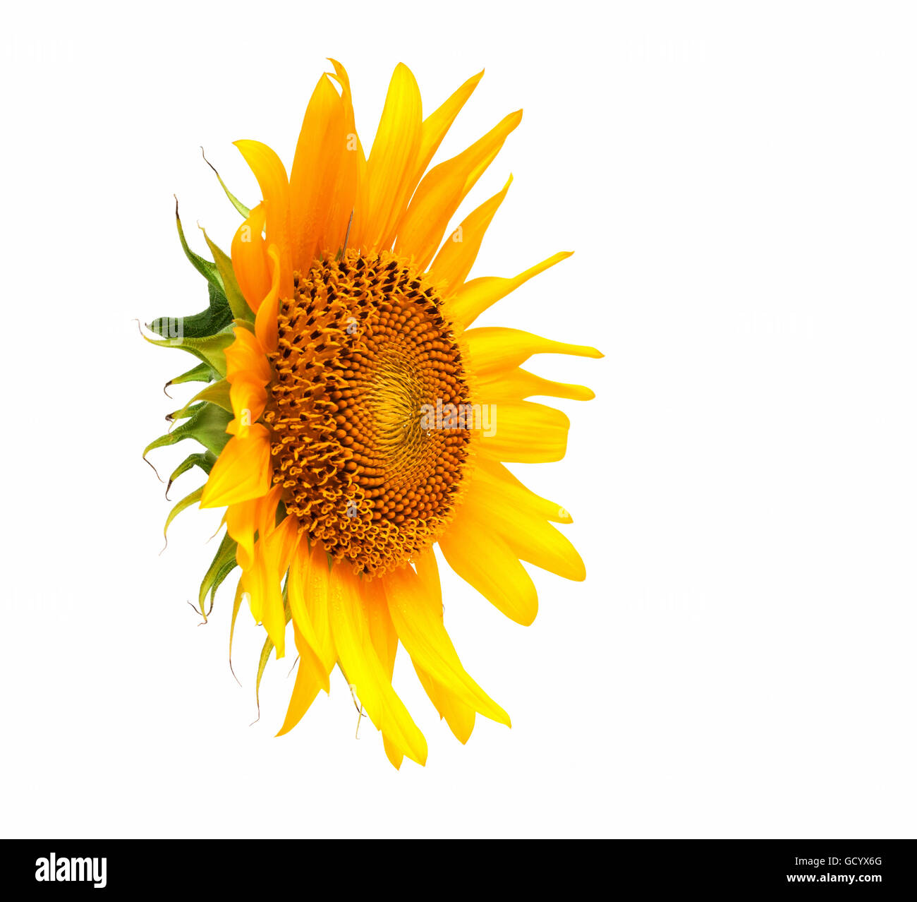 Sunflower isolated on white background Stock Photo - Alamy