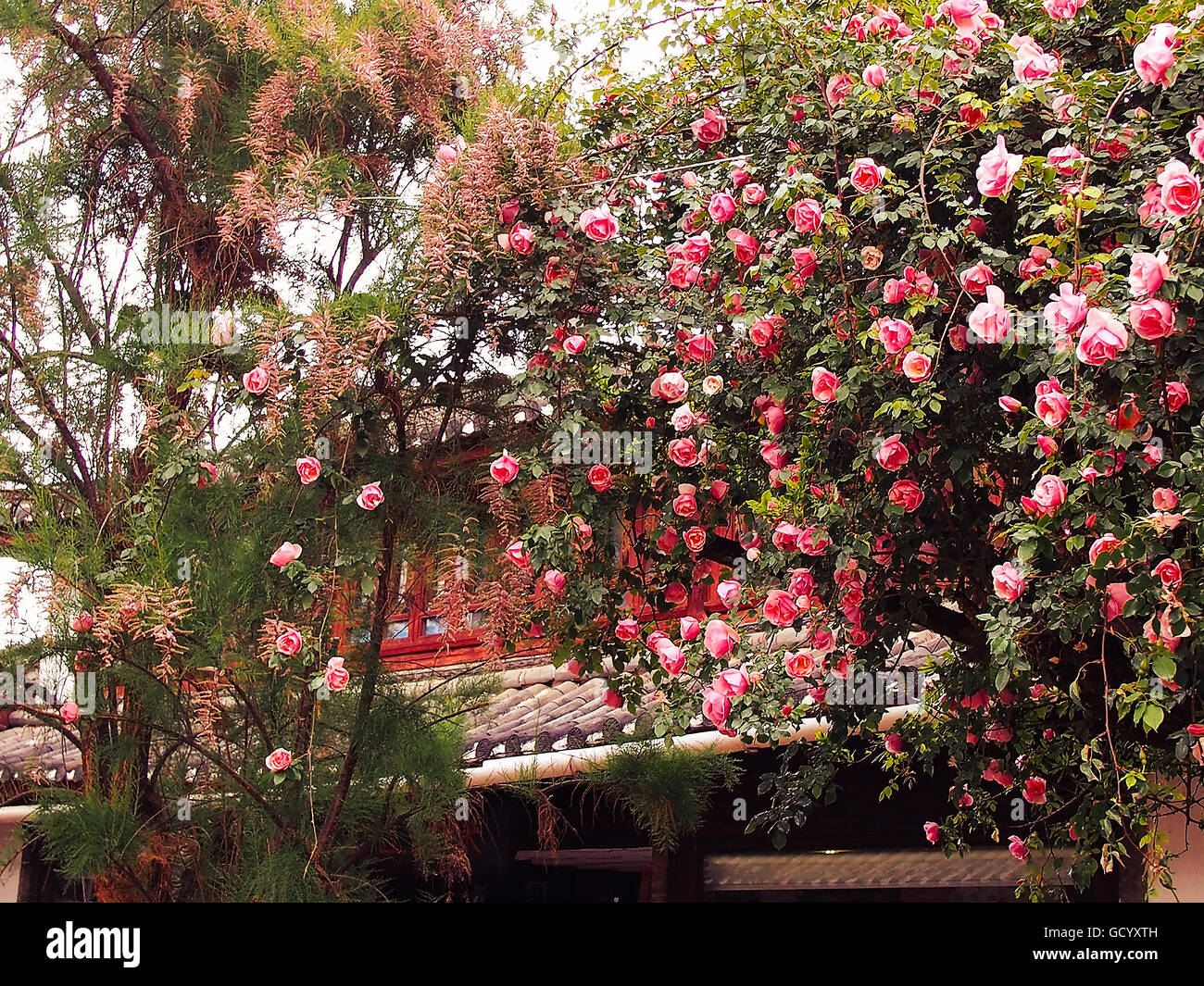Australian Glory Flower bush - Stock Image Stock Photo