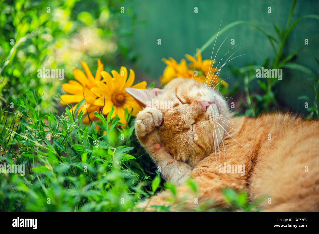 Kitten sleeping flowers hi-res stock photography and images - Alamy