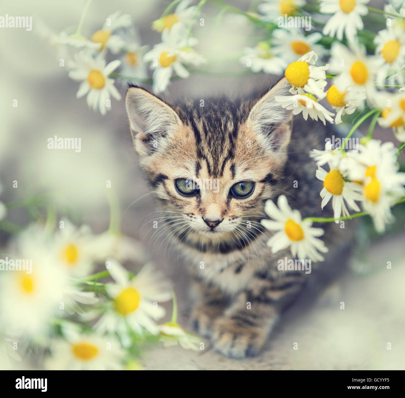 Portrait of cute little kitten with flowers Stock Photo - Alamy