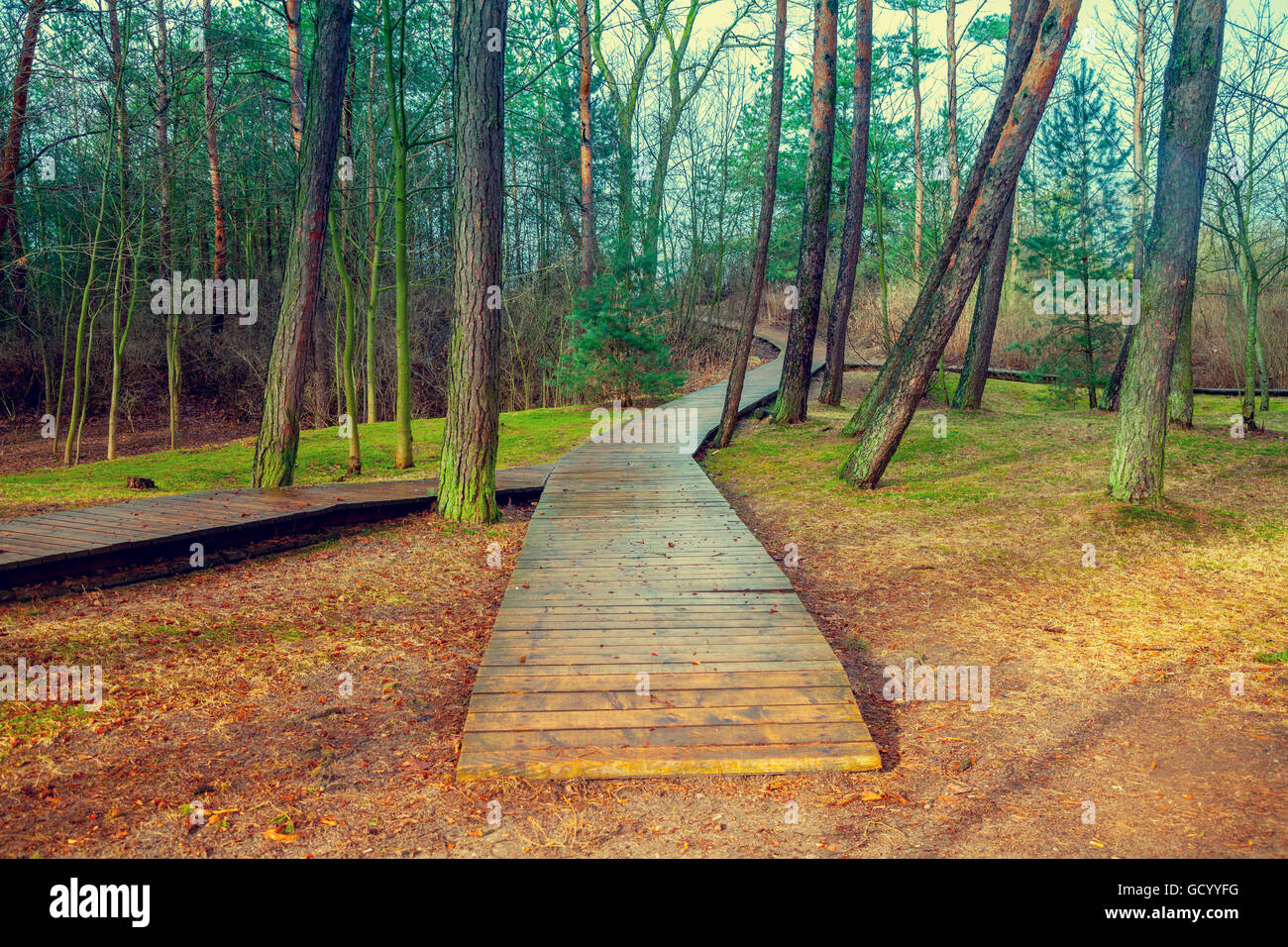 Wooden pathway in the forest after rain Stock Photo