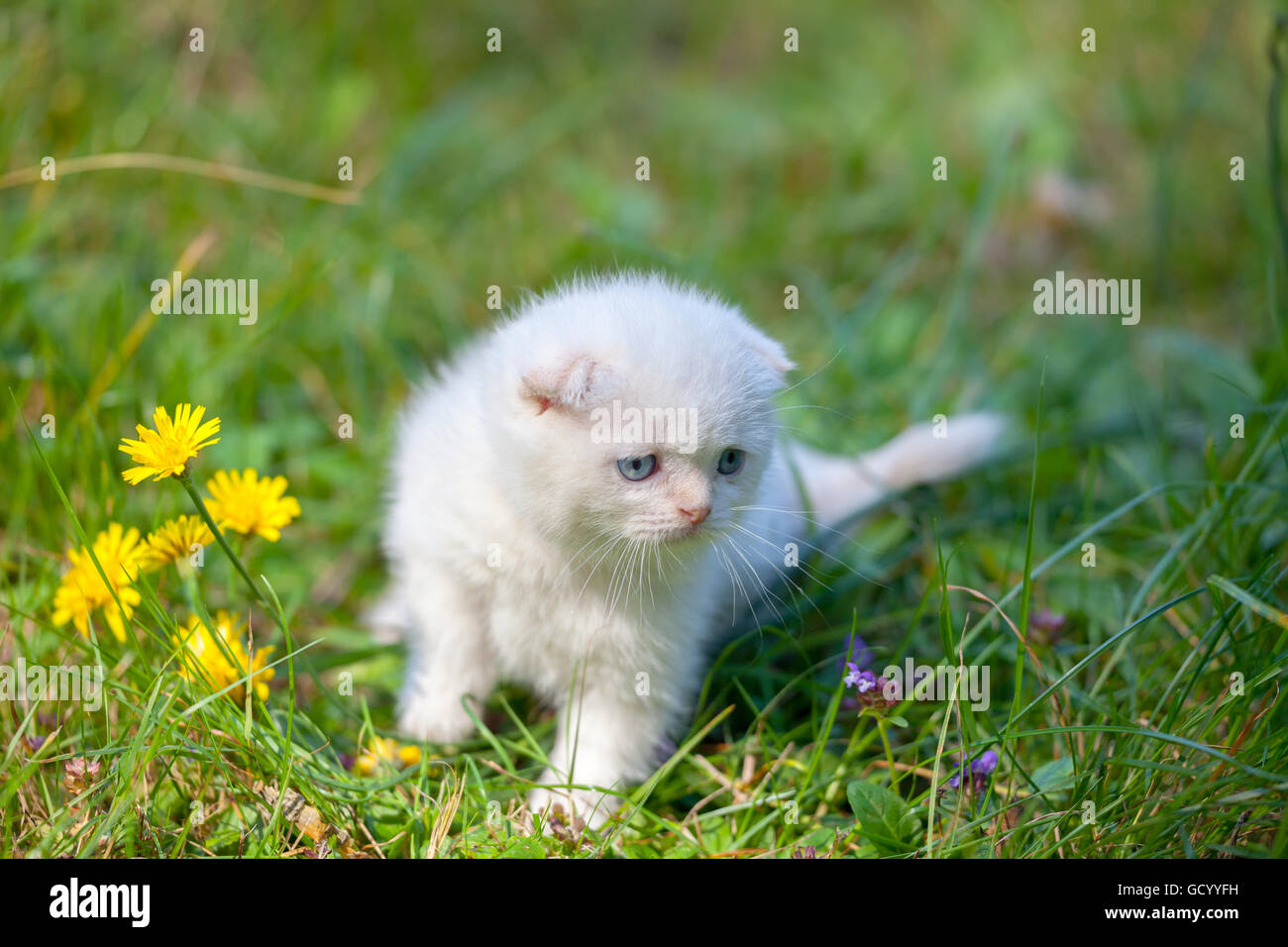 Little kitten walking on the grass Stock Photo - Alamy