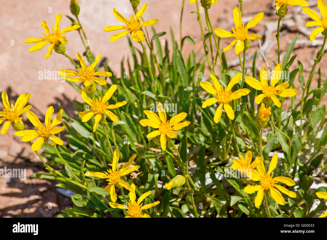 Yellow Desert Wildflowers in Arches National Park in Utah Stock Photo