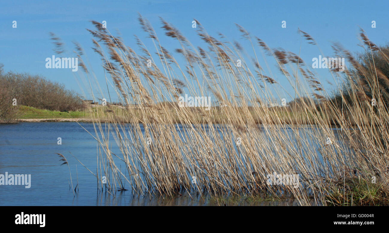 Reeds waving in the breeze, Dungeness Stock Photo
