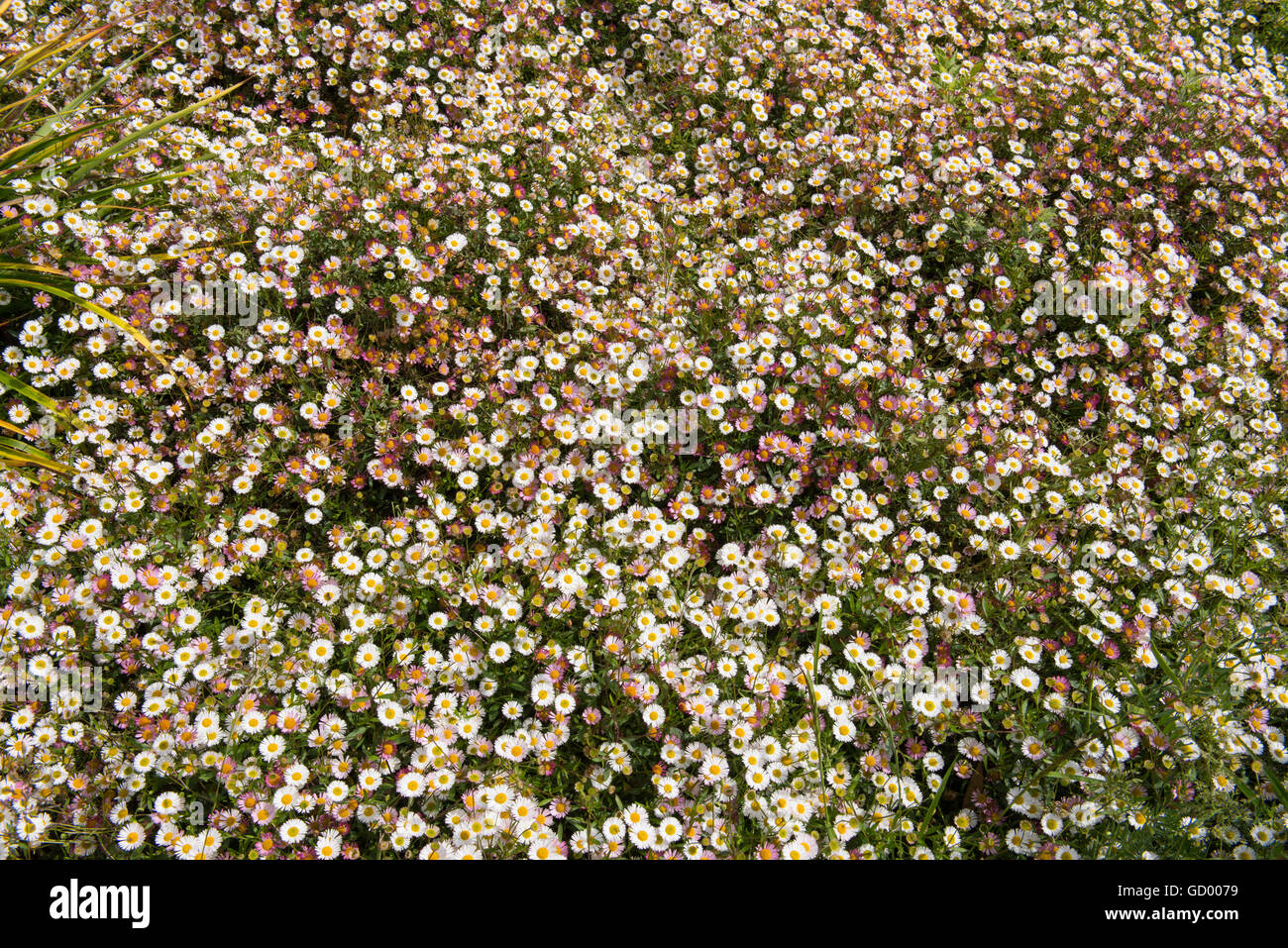 Carpet of Erigeron karvinskianus (Mexican fleabane) Stock Photo