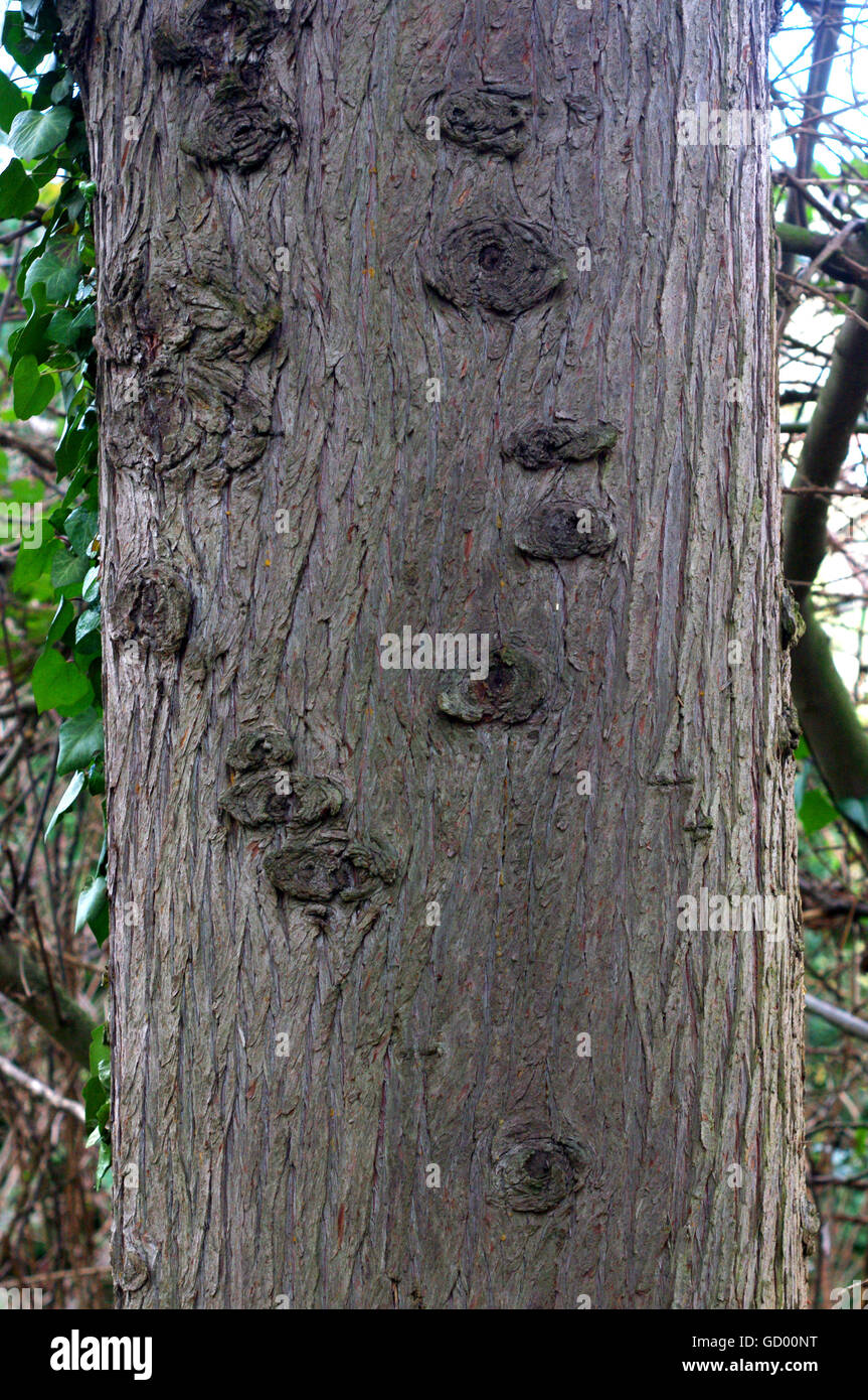 Tree Of A Forest With Light Brown Bark Colonized By Mushrooms And Herbs 