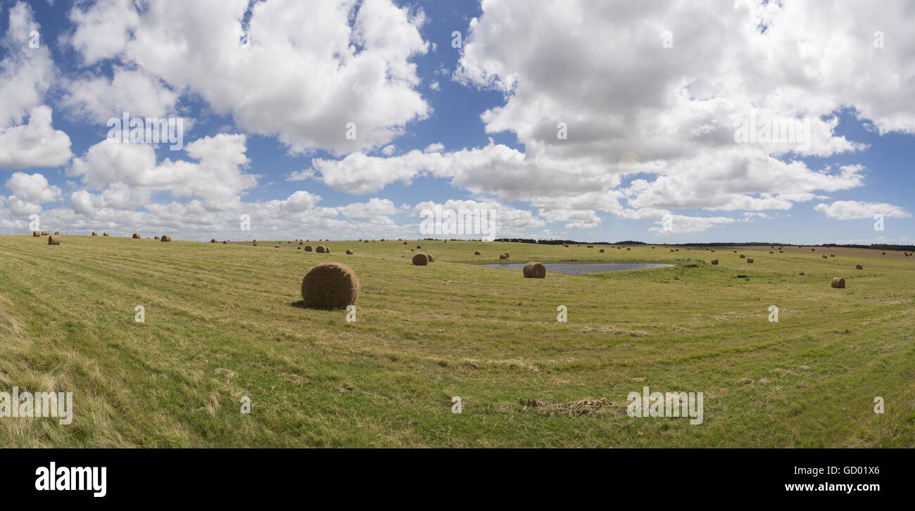 Panoramic country landscape, green grass field with rolls of hay and cloudy blue sky on a peaceful summer day. Stock Photo