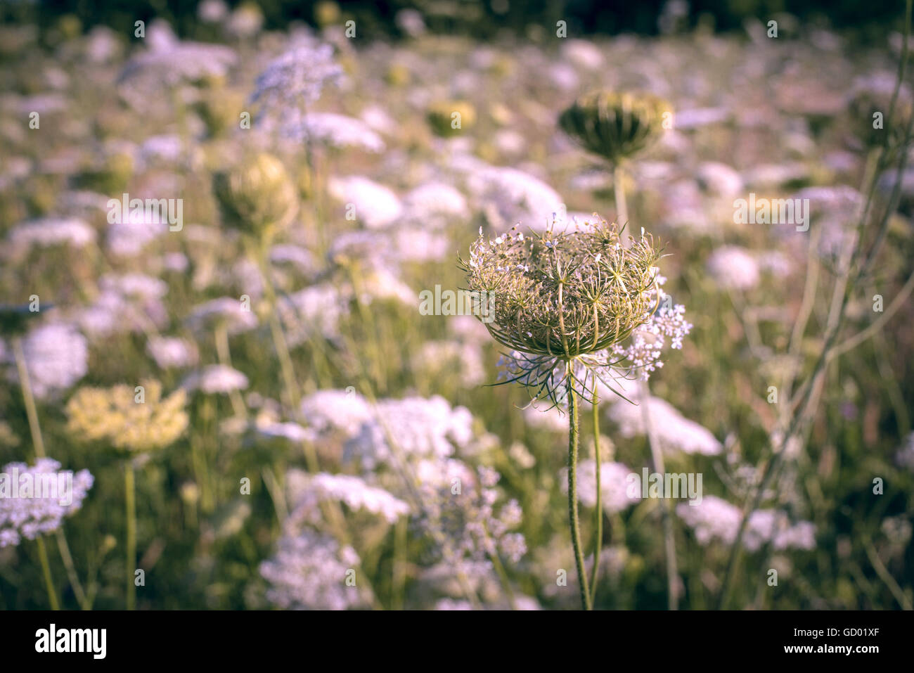 Field of wild flowers, vintage floral nature landscape on the summer season. Stock Photo
