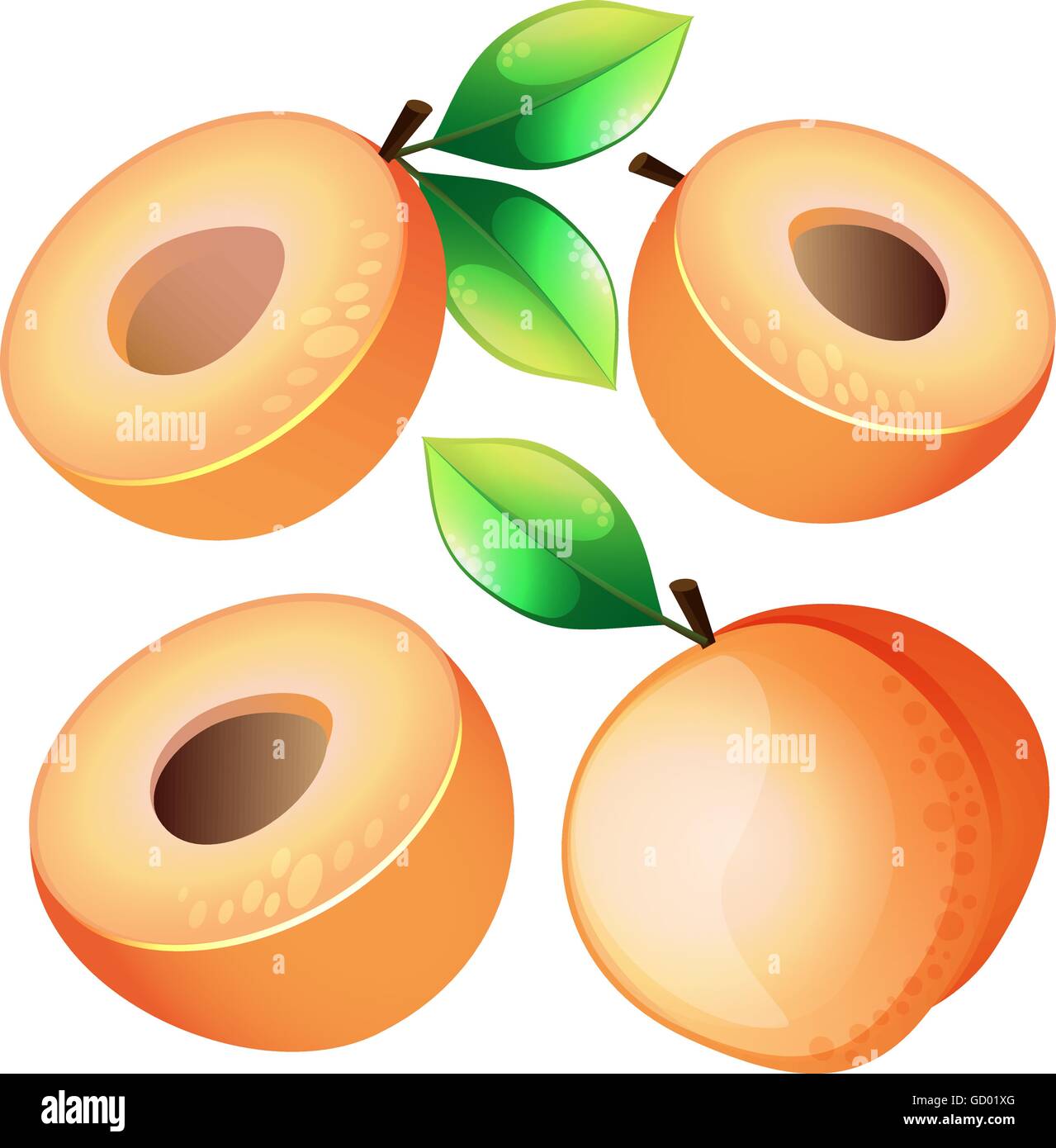 Composition of Apricot on white background. Apricot icon, fruit set