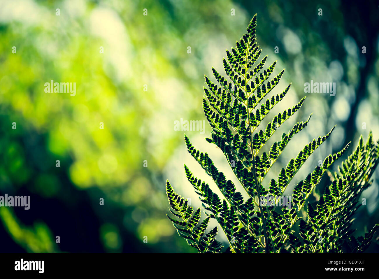 Retro hipster style nature environment scenery, fern leaf and forest trees blur background in green colors. Stock Photo