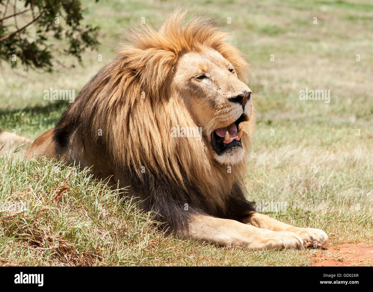 Male lion with beautiful mane relaxing in the African sun Stock Photo ...