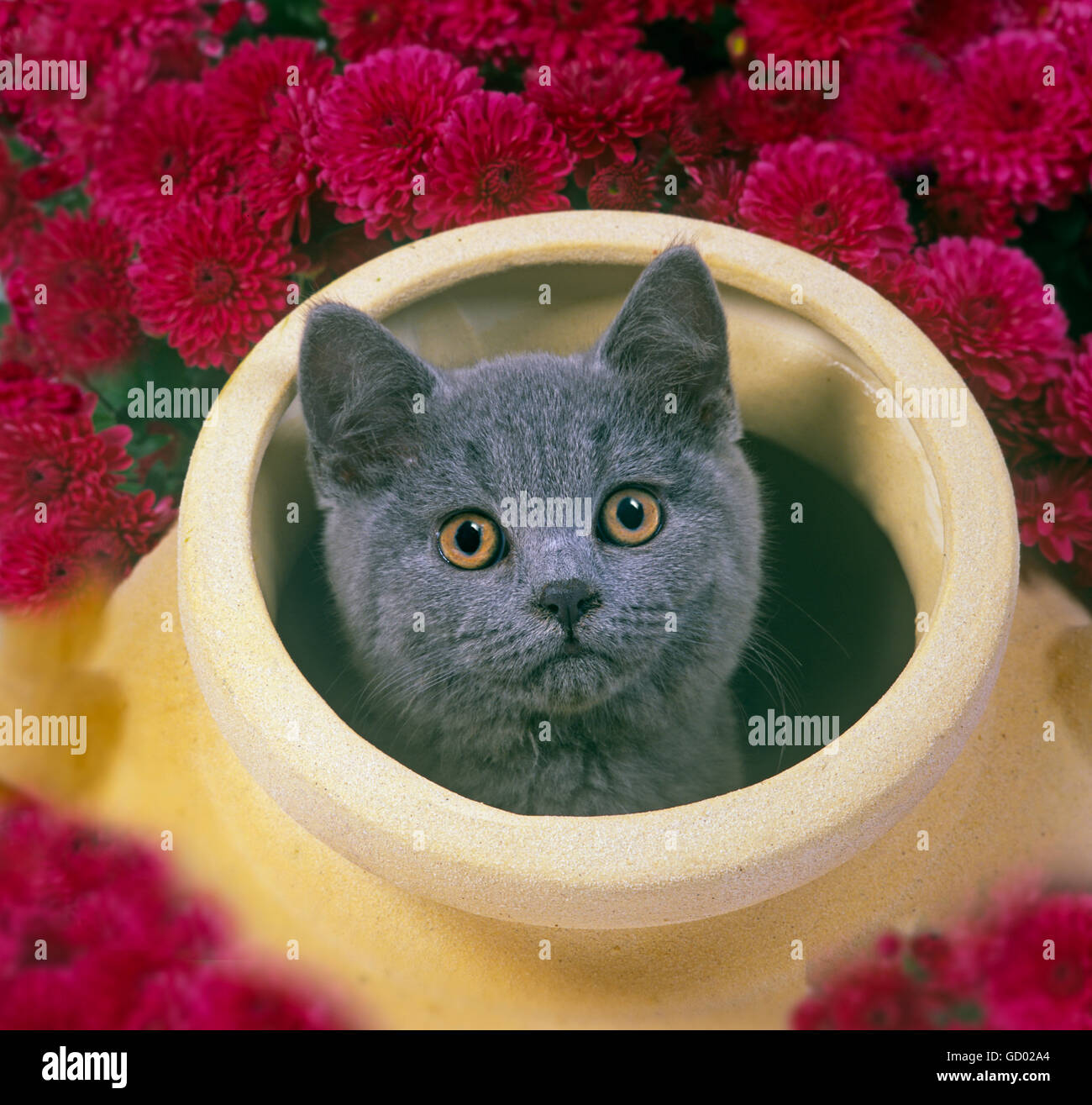 Short Haired Persian Kitten Looking From Flower Pot Stock Photo
