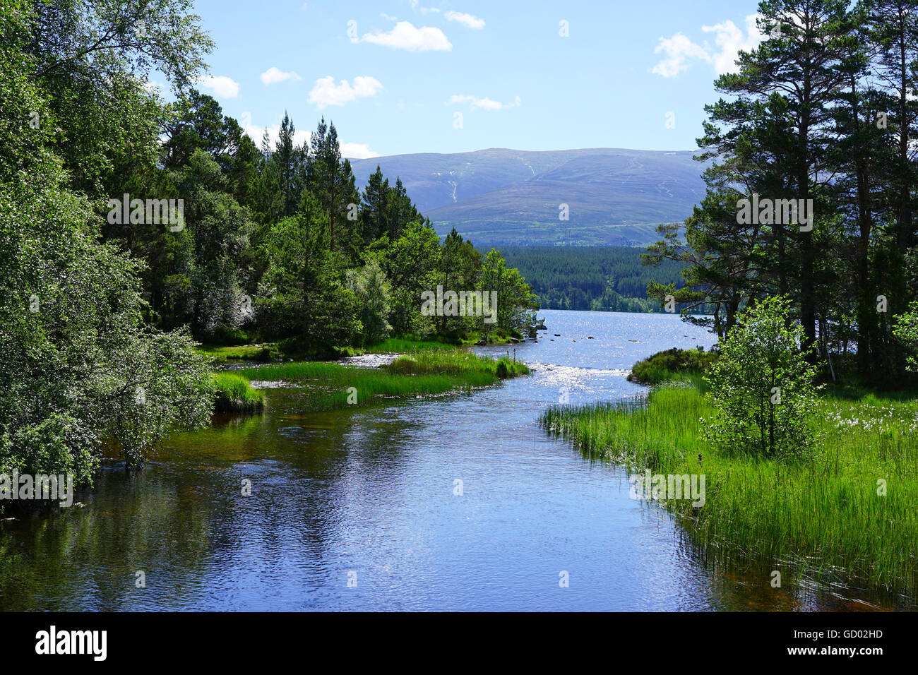 River Luineag flowing from Loch Morlic, Glenmore, Cairngorms, Scotland, UK. Stock Photo