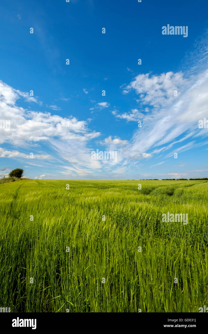 Wide green barley field hi-res stock photography and images - Alamy