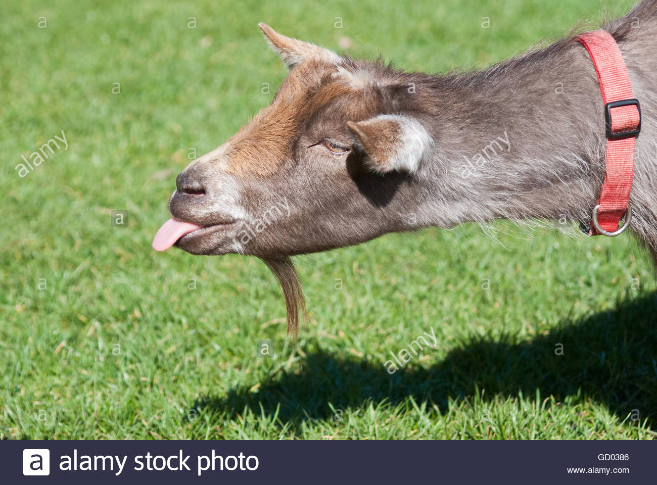 Goat Tongue High Resolution Stock Photography and Images Alamy
