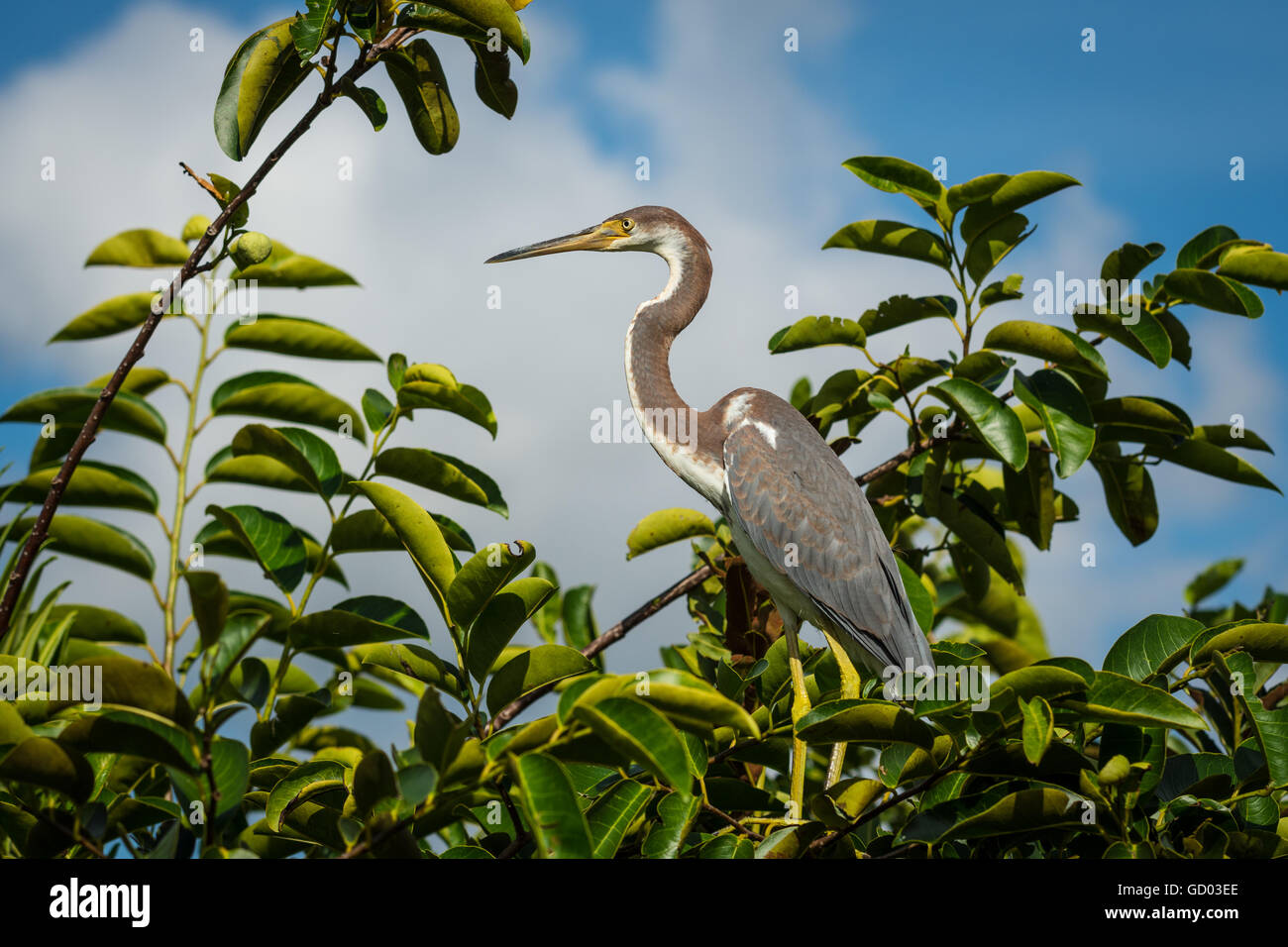 Tricolor Heron perched on a tree branch against a blue sky with puffy clouds Stock Photo