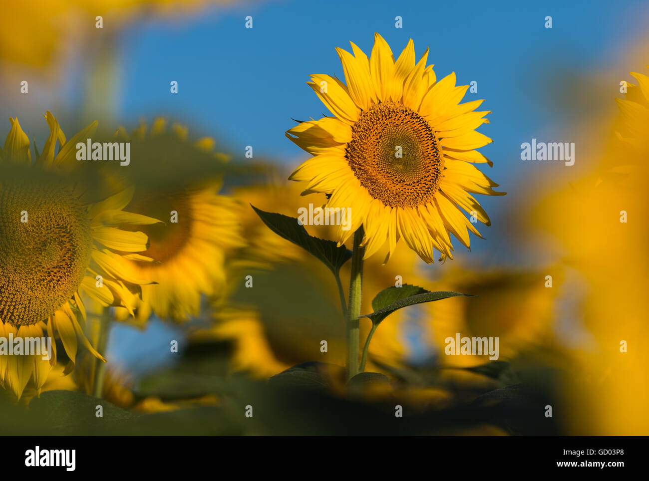 Sunflower in the sunflower field Stock Photo - Alamy