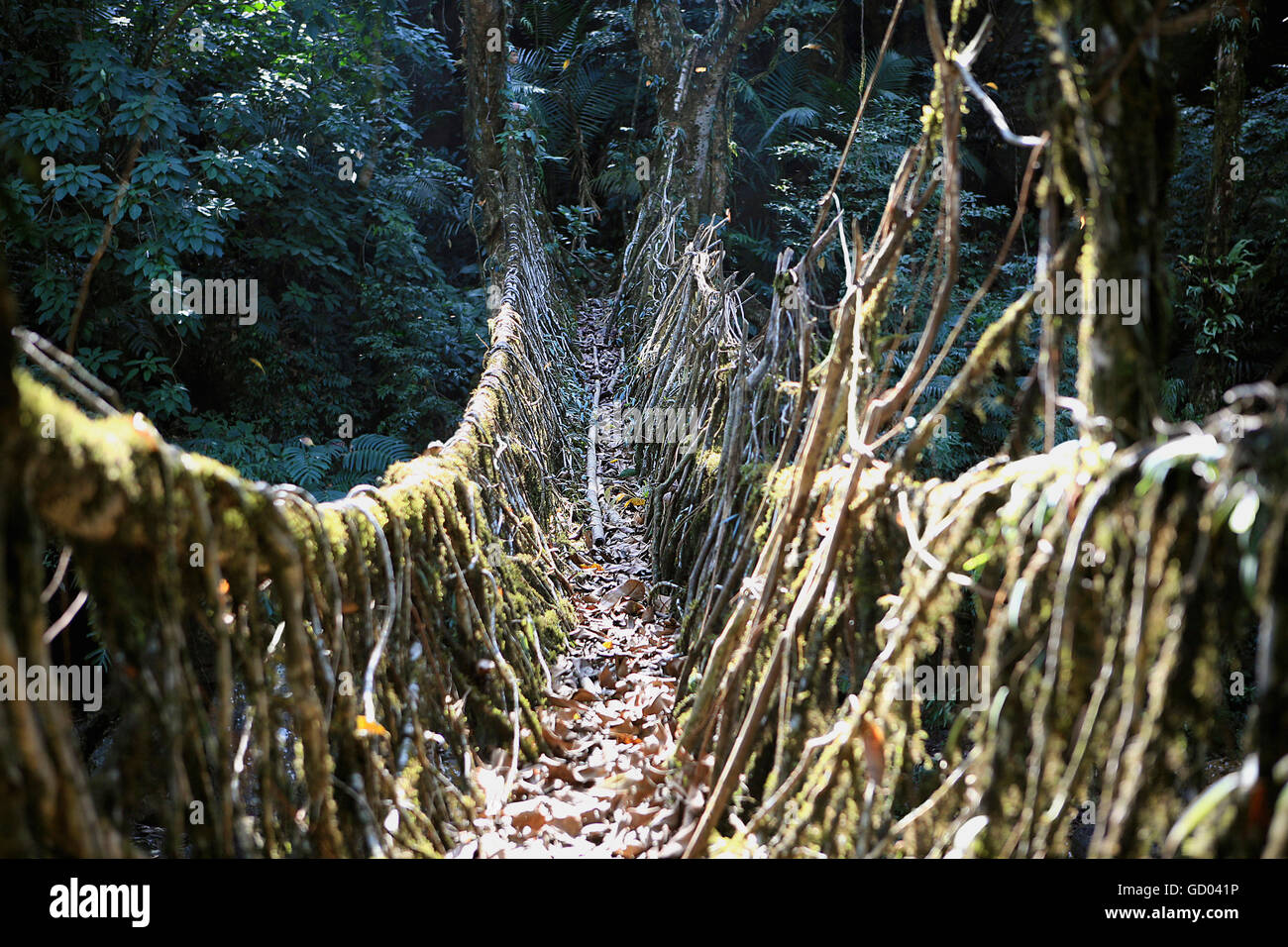 Natural living root bridge hi res stock photography and images Alamy