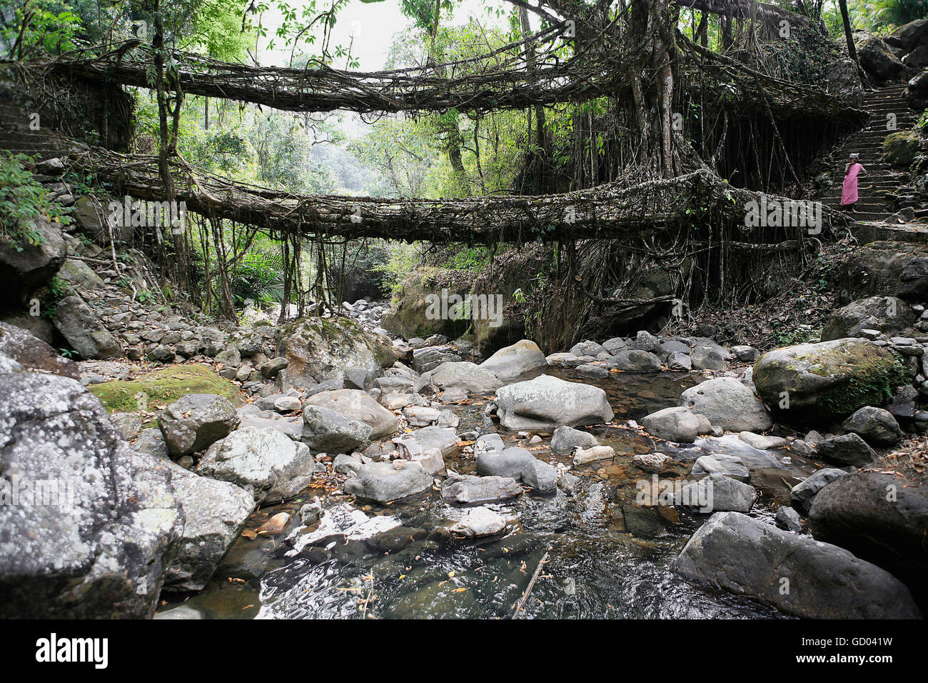 Natural living root bridge hi res stock photography and images Alamy