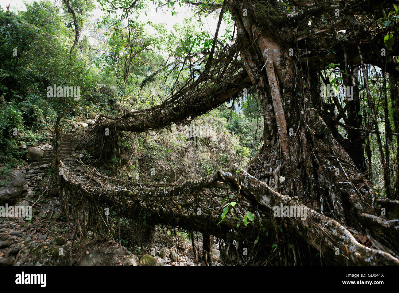 Natural living root bridge hi res stock photography and images Alamy