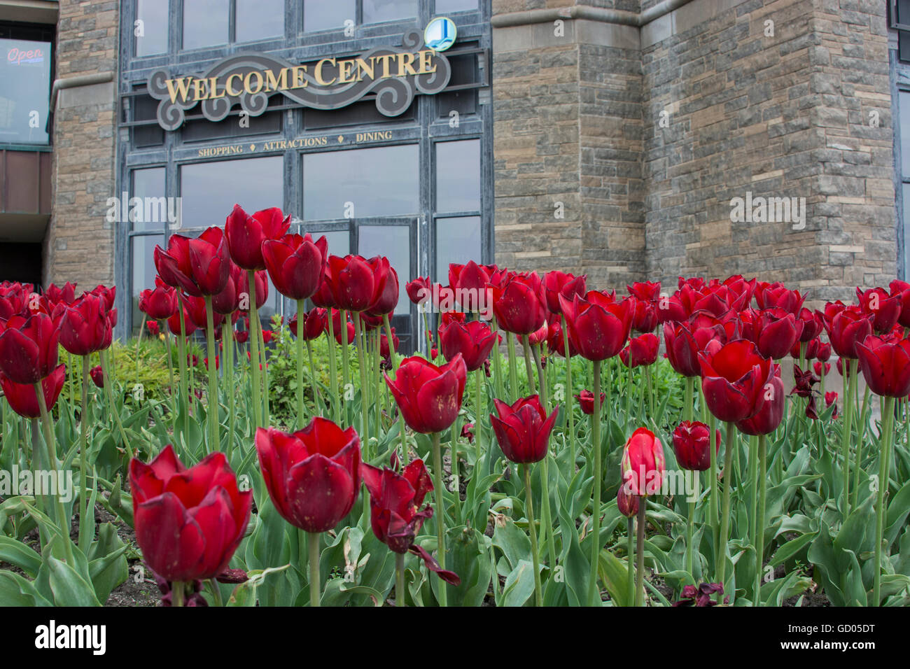 Canada, Ontario, Niagara Falls. Center with red tulips Stock Photo Alamy