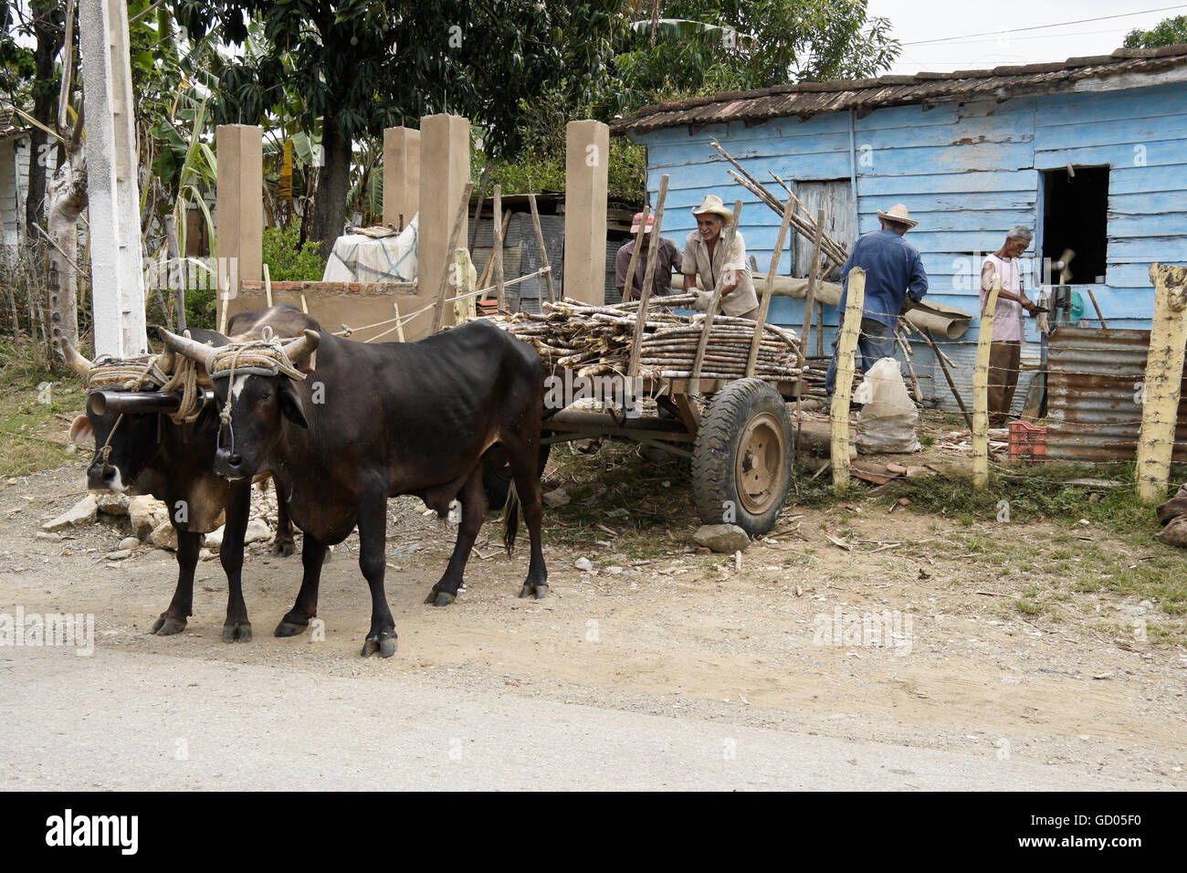 Men unloading cut sugarcane from bullock cart, Valle de los Ingenios (Valley of the Sugar Mills), Trinidad, Cuba Stock Photo