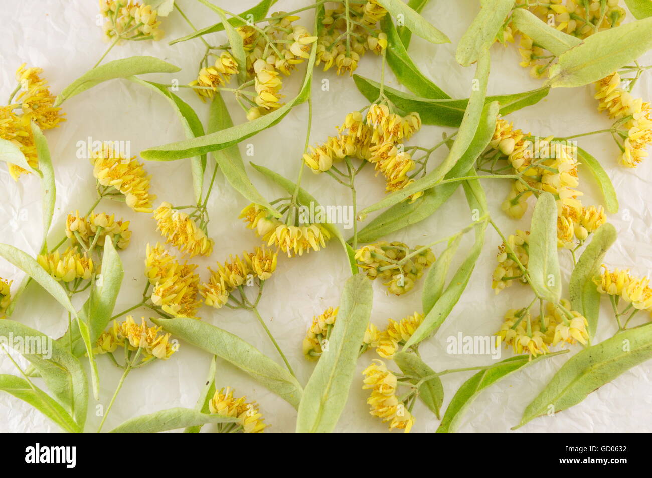 Linden flowers and leaves scattered on wooden table Stock Photo