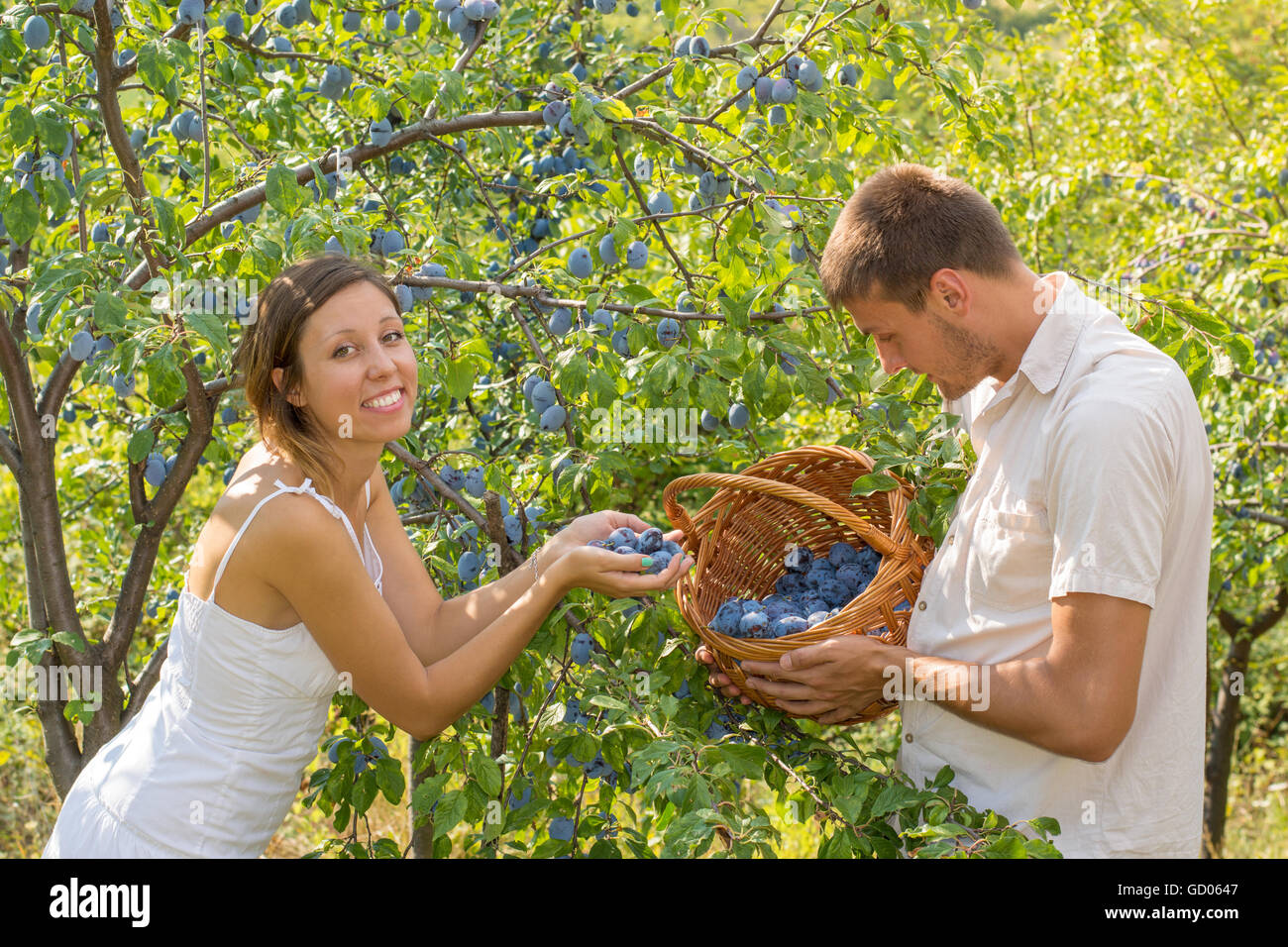 Young couple picking plums in the field on a sunny day Stock Photo