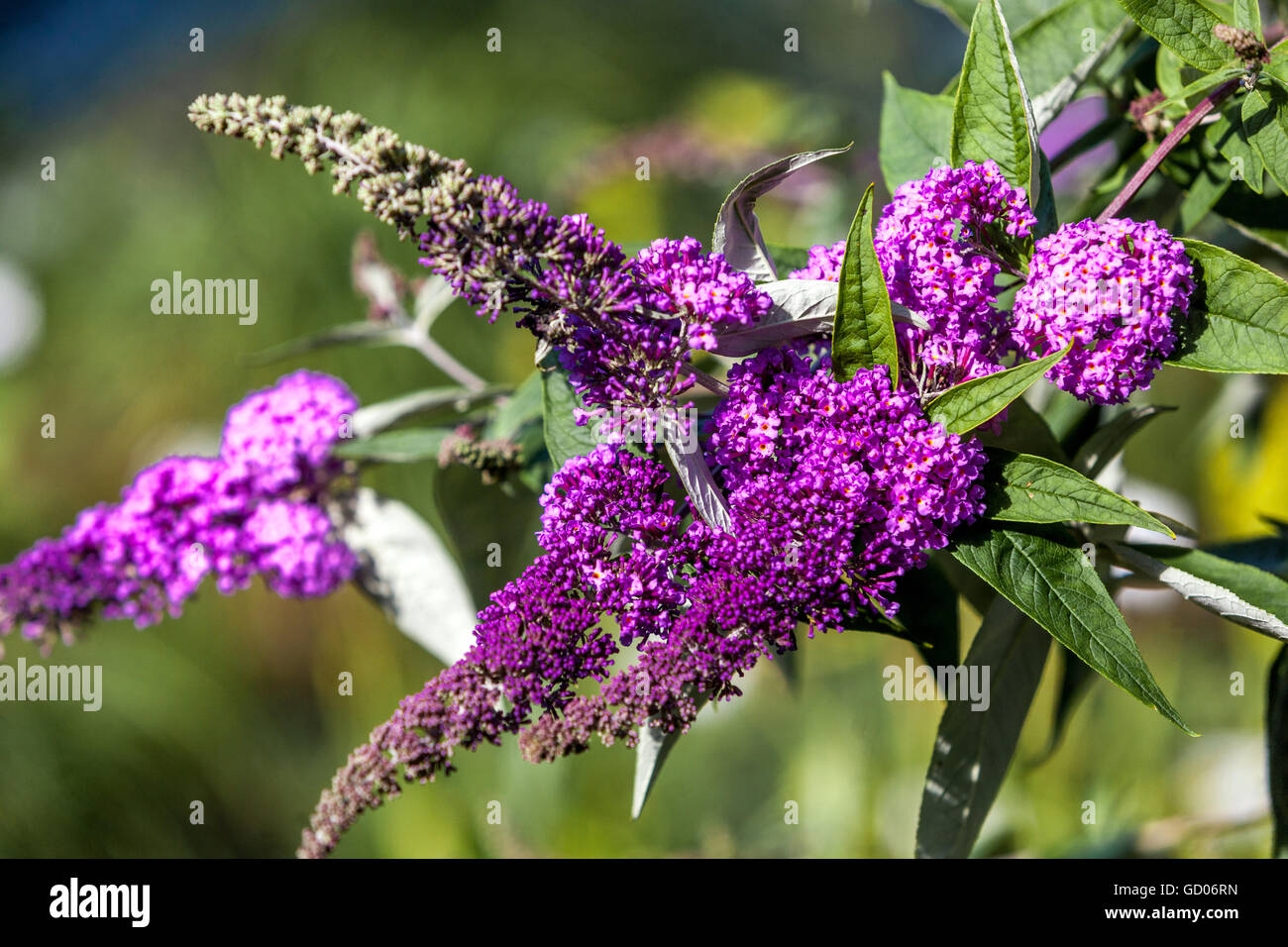 Buddleja davidii -  summer lilac, butterfly-bush july flowers Stock Photo