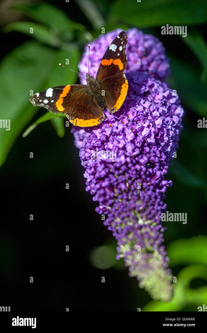 A Red Admiral Butterfly Feeding on a Purple Buddleja Flower Vanessa atalanta Butterfly on Buddleja Flower Stock Photo